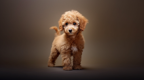 Poodle Puppy For Sale - Windy City Pups